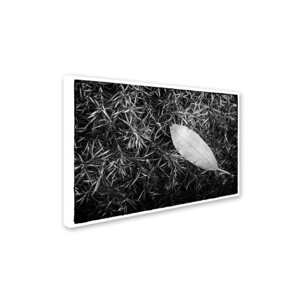 PIPA Fine Art 'Leaf In Phlox' Canvas Art,30x47